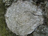Ochrolechia szatalaensis image