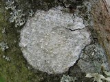 Ochrolechia szatalaensis image