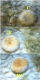 Ochrolechia szatalaensis image