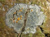 Caloplaca ulcerosa image