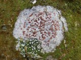 Arthonia cinnabarina image