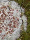 Arthonia cinnabarina image