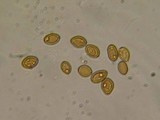 Psilocybe merdaria image