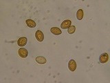 Psilocybe merdaria image