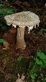 Amanita onusta image