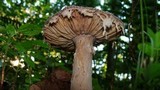 Amanita onusta image