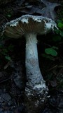 Amanita onusta image