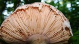 Amanita onusta image
