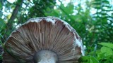 Amanita onusta image