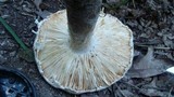 Amanita onusta image