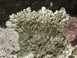 Xanthoparmelia conspersa image