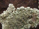 Xanthoparmelia conspersa image