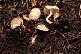 Clitocybe albirhiza image