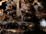 Mycena aciculata image