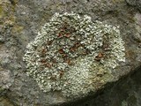 Xanthoparmelia angustiphylla image