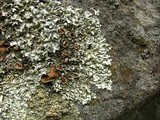 Xanthoparmelia angustiphylla image