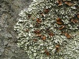 Xanthoparmelia angustiphylla image