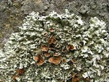 Xanthoparmelia angustiphylla image