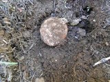 Boletus rex-veris image