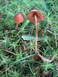 Conocybe tenera image