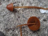 Conocybe tenera image