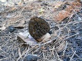 Morchella snyderi image