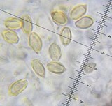Gautieria monticola image