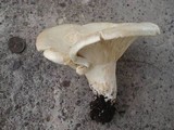 Leucopaxillus albissimus image