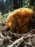 Ramaria rasilispora image