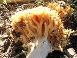 Ramaria rasilispora image