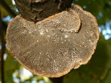 Daedaleopsis confragosa image