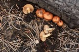 Pholiota highlandensis image