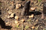 Pholiota highlandensis image