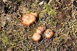 Pholiota highlandensis image