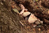 Hygrophorus purpurascens image