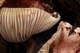 Hygrophorus purpurascens image