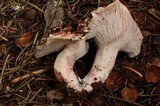 Hygrophorus purpurascens image