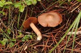 Cortinarius flavobasilis image