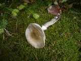 Amanita excelsa image