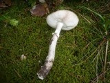 Amanita excelsa image