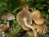 Inocybe dulcamara image