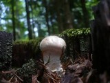 Neolentinus lepideus image