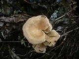 Panus neostrigosus image