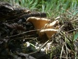 Panus neostrigosus image