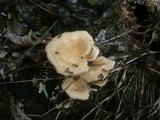 Panus neostrigosus image