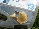Lentinus strigosus image
