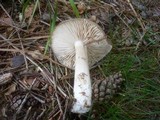 Megacollybia platyphylla image