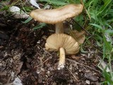 Melanoleuca cognata image
