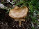 Melanoleuca cognata image