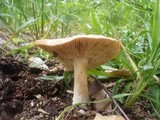 Melanoleuca cognata image